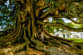 Fig Tree, New Zealand