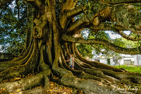 Fig Tree, New Zealand
