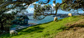 New Zealand