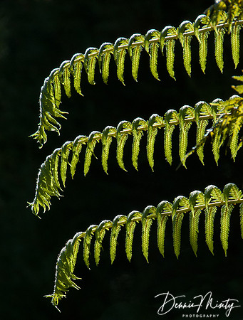 Fern Fronds, Mount Maunganui, New Zealand