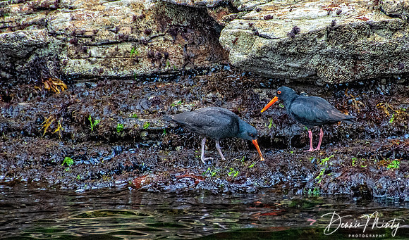 Variable Oystercatchers, Stewart Island