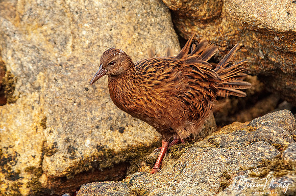 Weka or woodhen (Gallirallus australis) Stewart Island, New Zealand