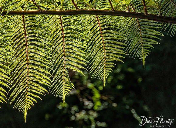 Fern, Mount Maunganui