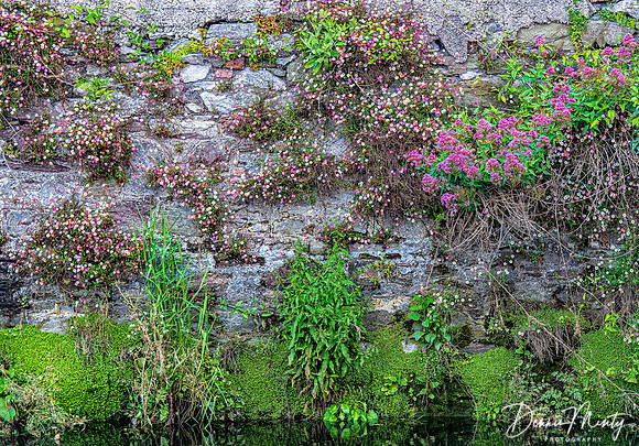 Canal Bank, Cork