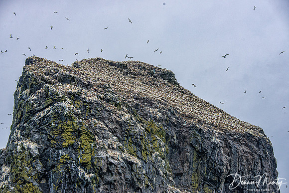 Stac Lee, St. Kilda