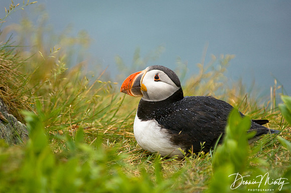 Atlantic Puffin (Fratercula arctica), Maberly, Newfoundland, Canada