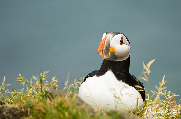 Atlantic Puffin (Fratercula arctica), Maberly, Newfoundland, Canada
