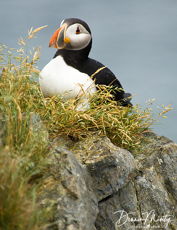 Atlantic Puffin (Fratercula arctica), Maberly, Newfoundland, Canada