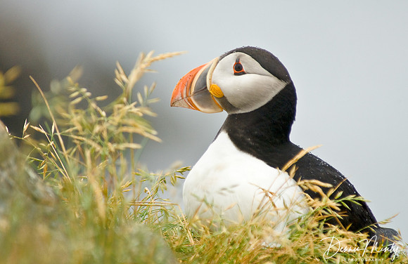 Atlantic Puffin (Fratercula arctica), Maberly, Newfoundland, Canada