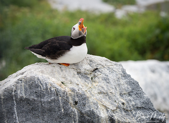 Atlantic Puffin, Machias Seal Island, New Brunswick
