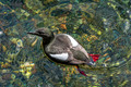 Black Guillemot