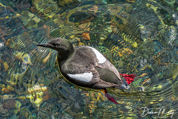 Black Guillemot