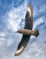 Great Skua, Mousa, Shetland Islands, Scotland