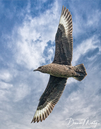 Great Skua, Mousa, Shetland Islands, Scotland