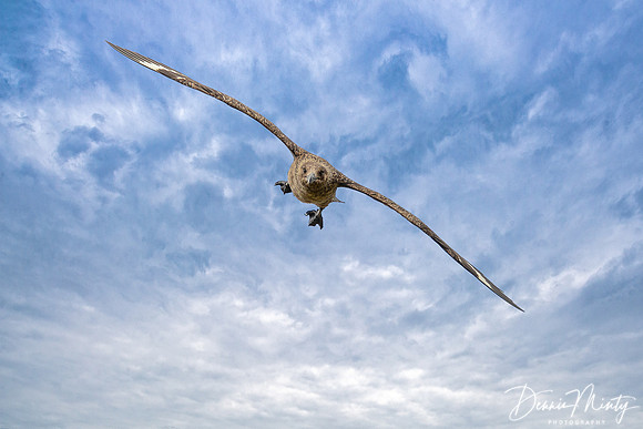Great Skua, Mousa, Shetland Islands, Scotland