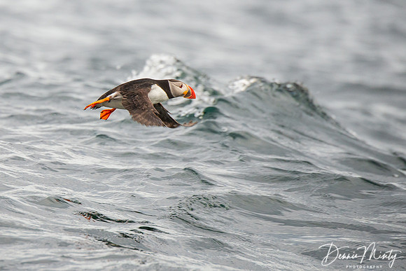Atlantic Puffin, Staffa