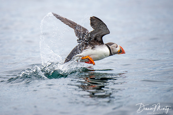 Atlantic Puffin, Staffa