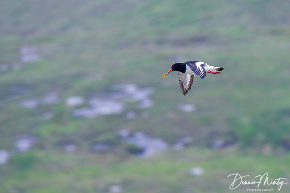 Oystercatcher, Mingulay