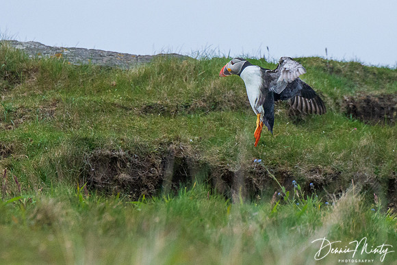 Atlantic Puffin, Mingulay