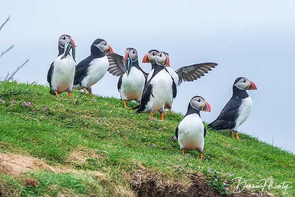 Atlantic Puffins, Mingulay