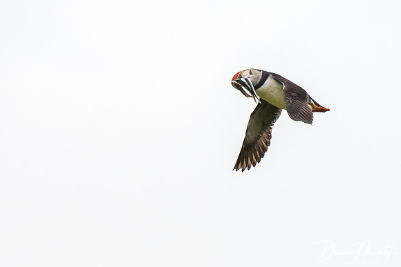 Atlantic Puffin, Mingulay