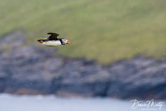Atlantic Puffin, Mingulay