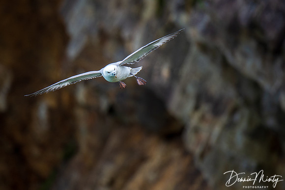 Northern Fulmar, St. Kilda