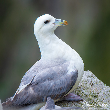 Northern Fulmar, St. Kilda