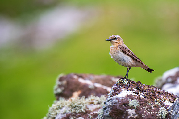 Wheatear, St. Kilda