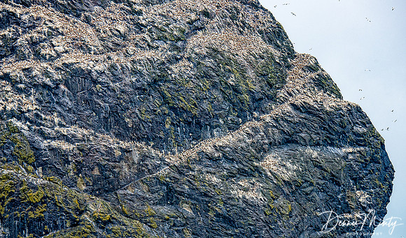 Stac Lee, St. Kilda