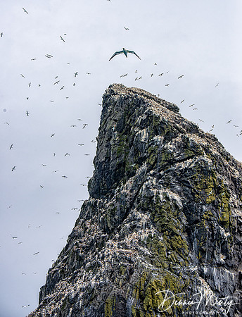 Stac Lee, St. Kilda