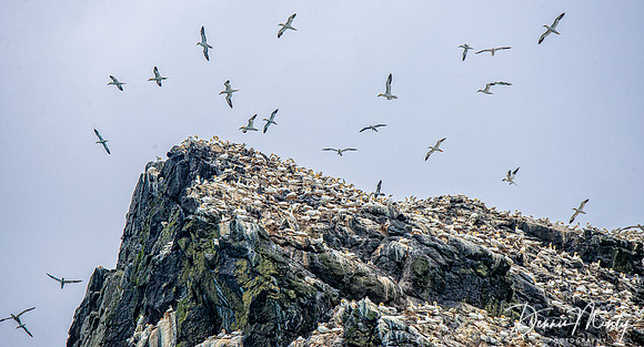 Stac Lee, St. Kilda