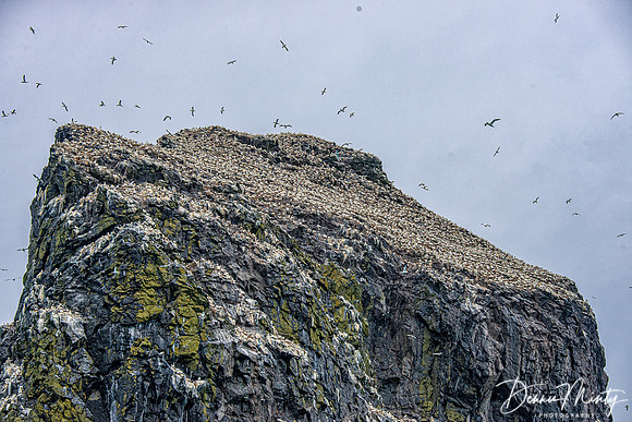 Stac Lee, St. Kilda
