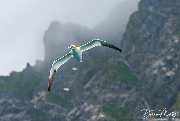 Northern Gannet, St. Kilda