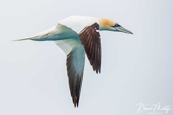 Northern Gannet, St. Kilda