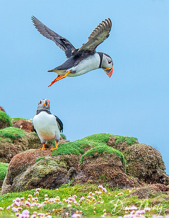 Atlantic Puffins, Fair Isle