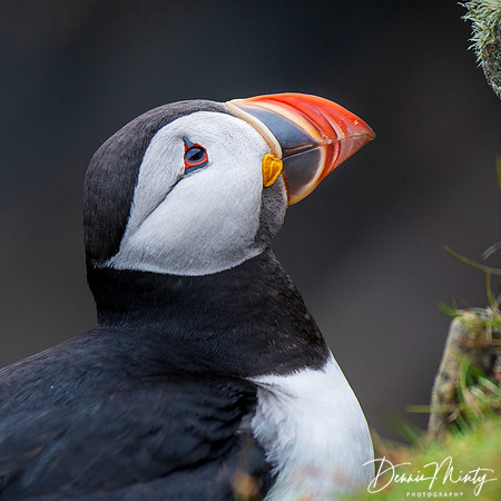 Atlantic Puffin, Fair Isle
