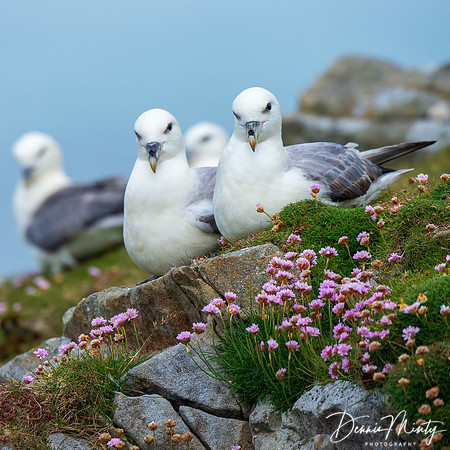 Northern Fulmars, Fair Isle
