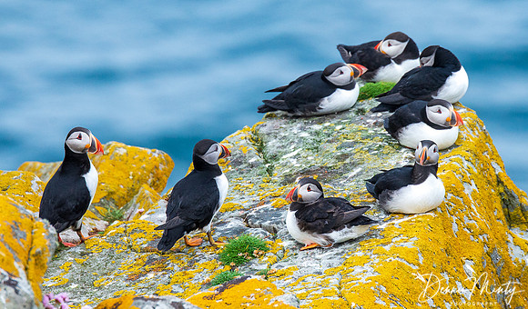 Atlantic Puffins, Fair Isle