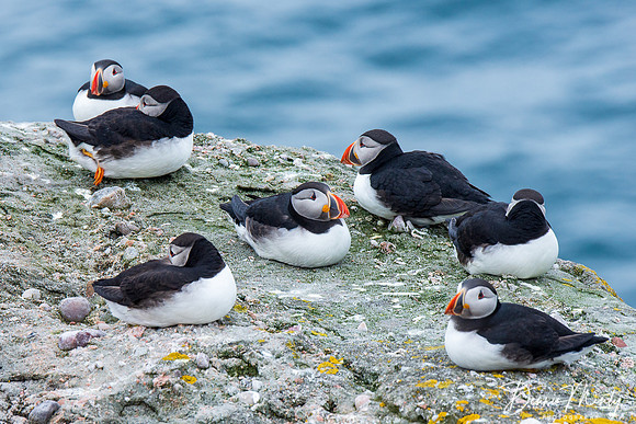 Atlantic Puffins, Fair Isle