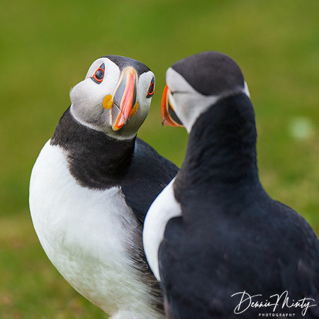 Atlantic Puffins, Fair Isle