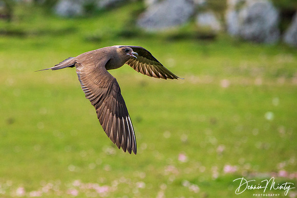 Arctic Skua, Fair Isle