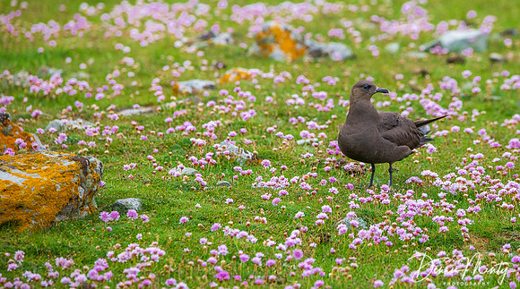 Arctic Skua, Fair Isle