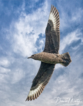 Great Skua, Mousa
