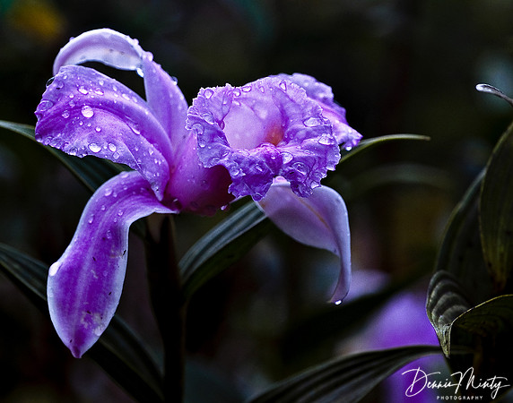 Unknown Orchid, Seychelles