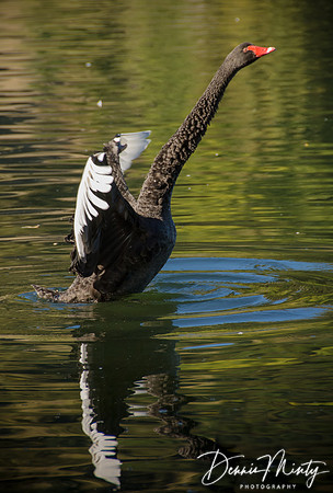 Black Swan (Cygnus atratus), Lake Tutira, Hawkes Bay, New Zealand