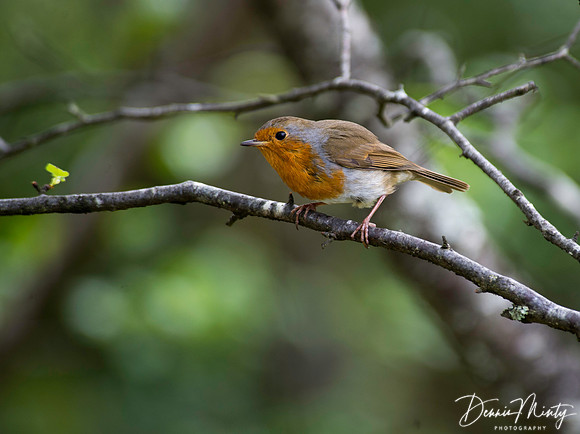 Minty_20130604_124148_orig