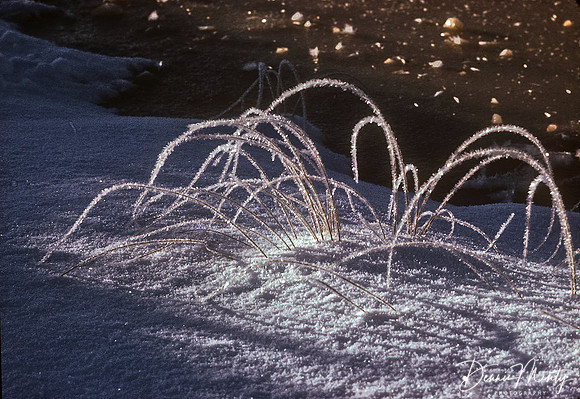 Frosty Morning, Avalon, Newfoundland, Canada