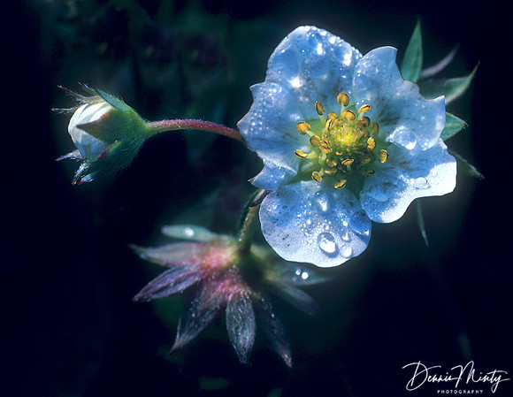 Northern Wild Strawberry (Fragaria virginiana), Newfoundland, Canada