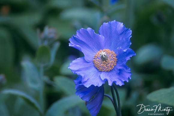 Blue Poppy (Meconopsis grandis), Vancouver, British Columbia, Canada